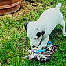 puppy, dog, white_dog, black_spots, grass, toy, rope_toy, outdoor, pet, playful, young_dog, greenery, garden, curious, animal, small_dog, nature, daylight, clay_pot, grass_lawn
