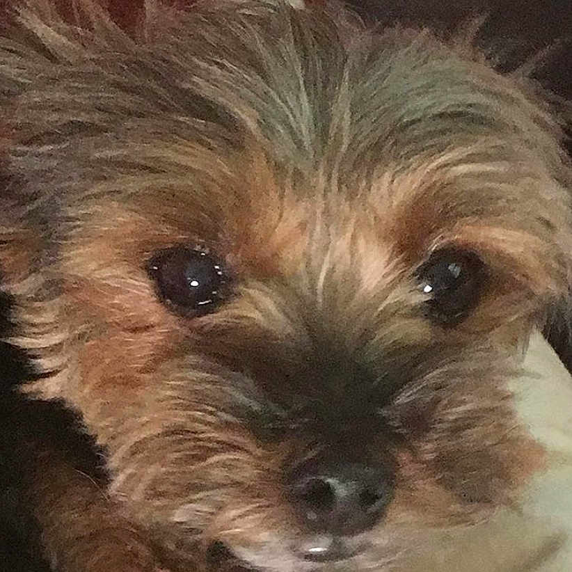 Peppa is registered to the contest to win money with this photo: australian_terrier, border_terrier, cairn_terrier, canidae, carnivore, companion_dog, dog, dog_breed, dutch_smoushond, glen_of_imaal_terrier, mammal, morkie, norfolk_terrier, puppy, schnoodle, small_terrier, snout, sporting_lucas_terrier, terrier, vertebrate