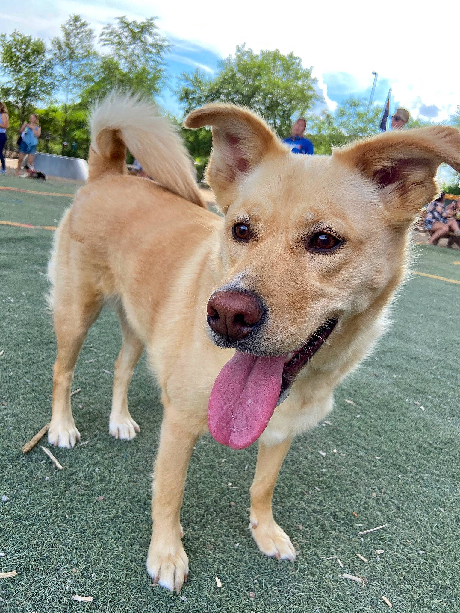 Belle is registered to the contest to win money with this photo: ancient_dog_breeds, aspin, canaan_dog, canidae, carnivore, carolina_dog, chinook, companion_dog, corgi_chihuahua, dog, dog_breed, fawn, korean_jindo_dog, mammal, pariah_dog, potcake_dog, rare_breed_dog, sporting_group, street_dog, vertebrate