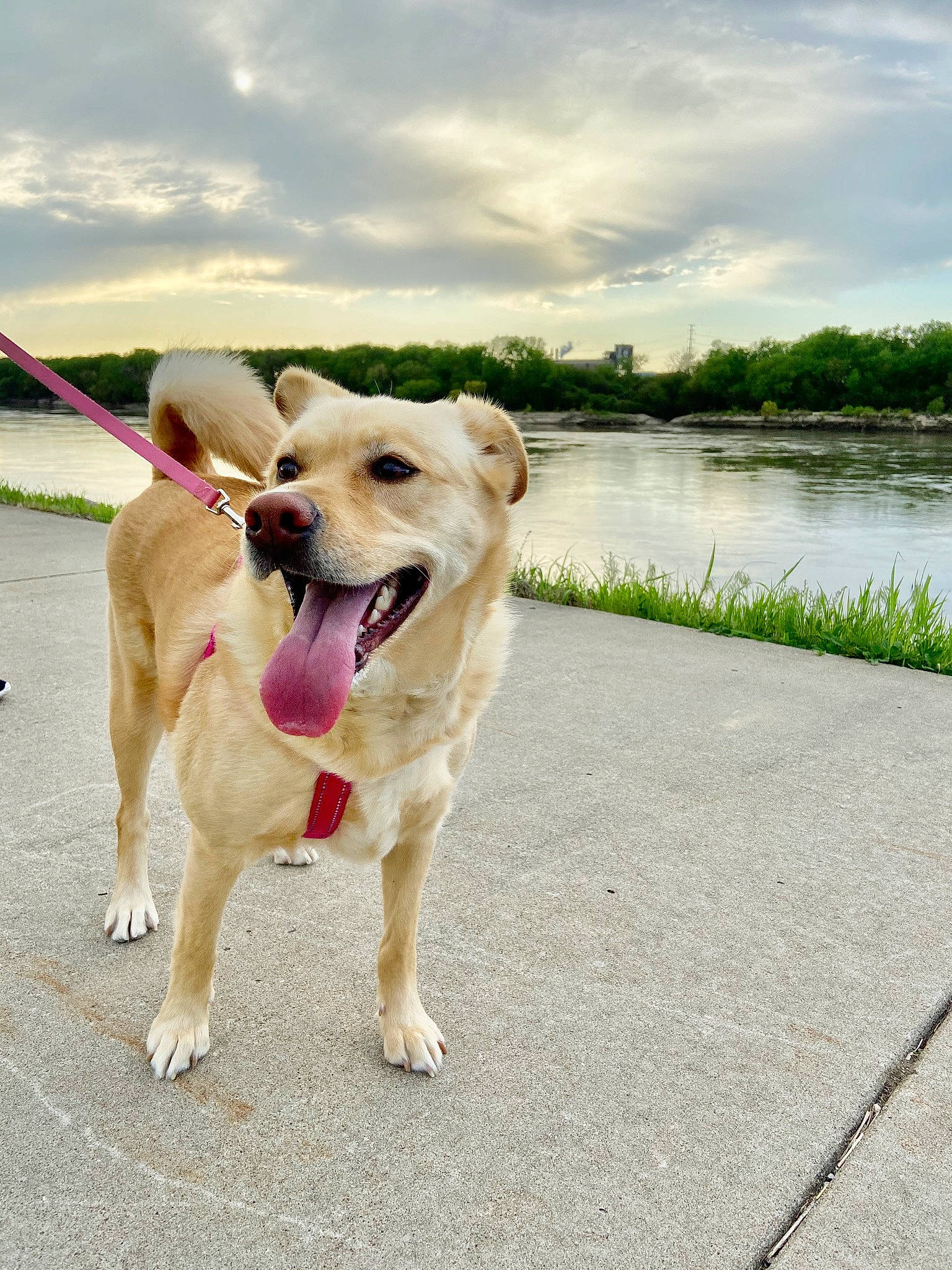 Belle joined the competition — help win amazing prizes! adventure, canidae, carnivore, companion_dog, dog, dog_breed, dog_collar, fashion_accessory, fawn, labrador_retriever, leash, mammal, potcake_dog, rare_breed_dog, retriever, snout, sporting_group, street_dog, tail, vacation