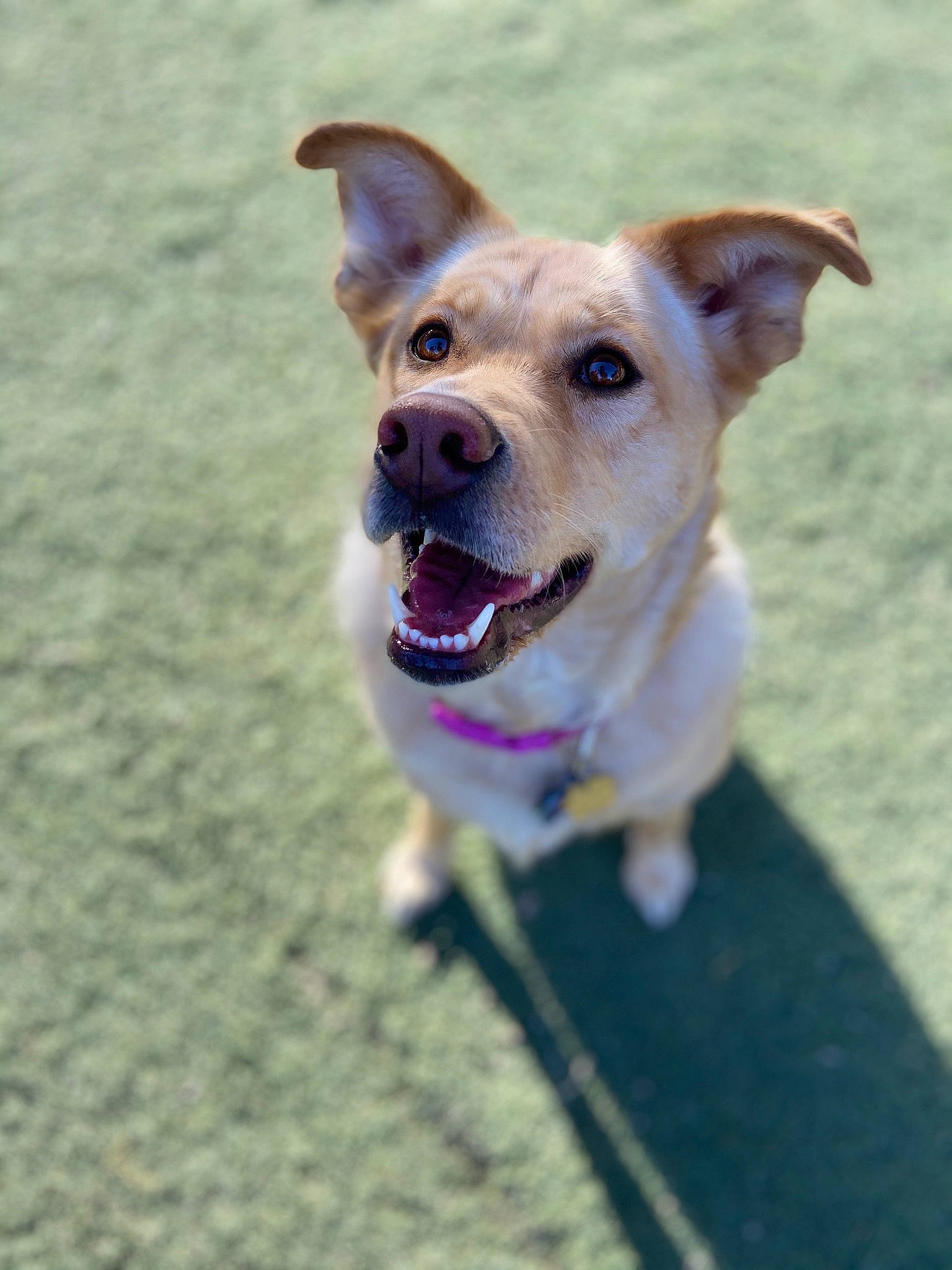 Belle is registered to the contest to win money with this photo: aspin, canidae, carnivore, carolina_dog, companion_dog, corgi_chihuahua, dog, dog_breed, fawn, feist, labrador_retriever, leash, mammal, nose, potcake_dog, puppy, snout, sporting_group, street_dog, tongue