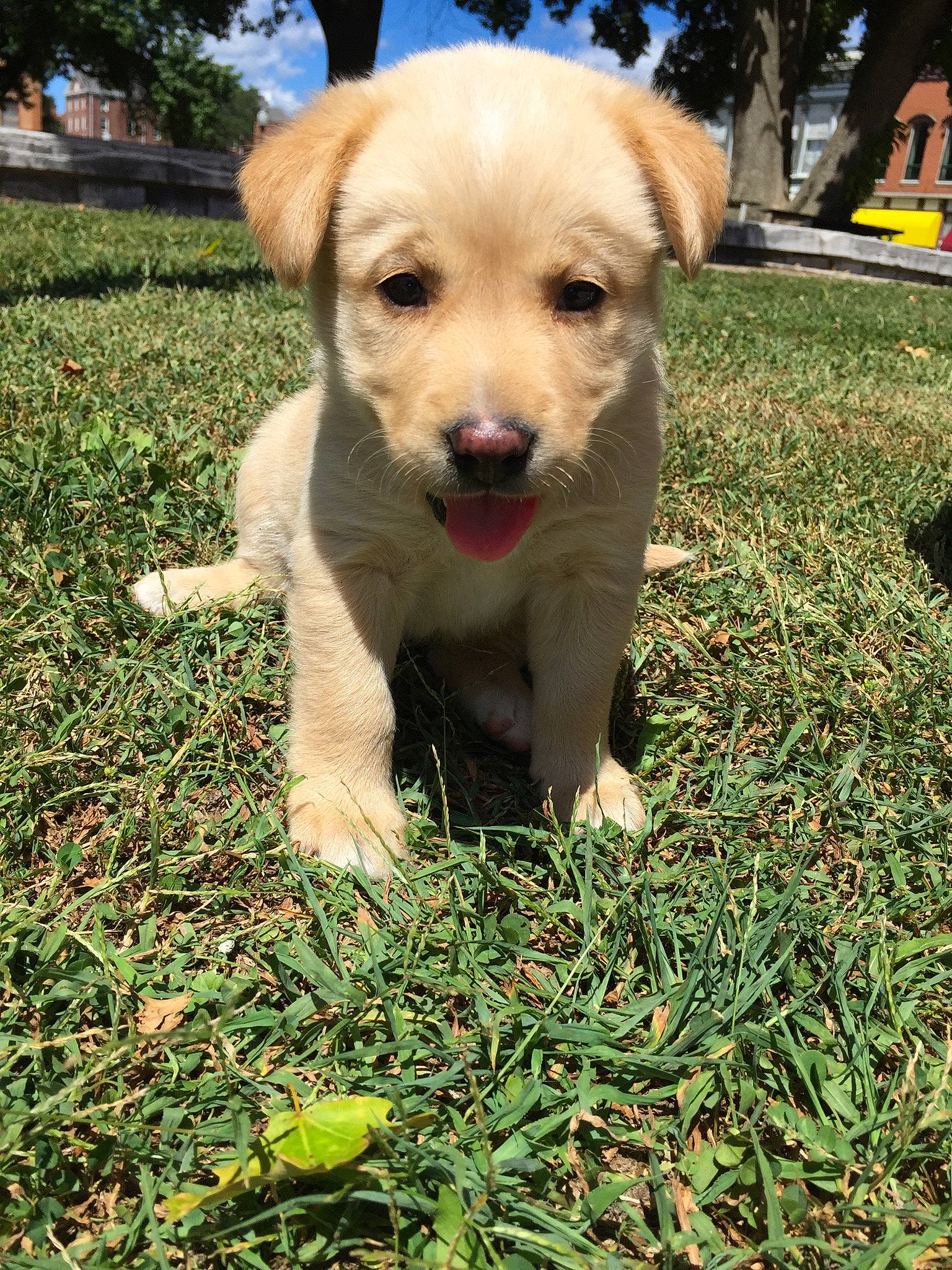 Belle is registered to the contest to win money with this photo: beagador, canidae, carnivore, companion_dog, dog, dog_breed, fawn, grass, labrador_retriever, mammal, puppy, retriever, small_greek_domestic_dog, snout, sporting_group, vertebrate