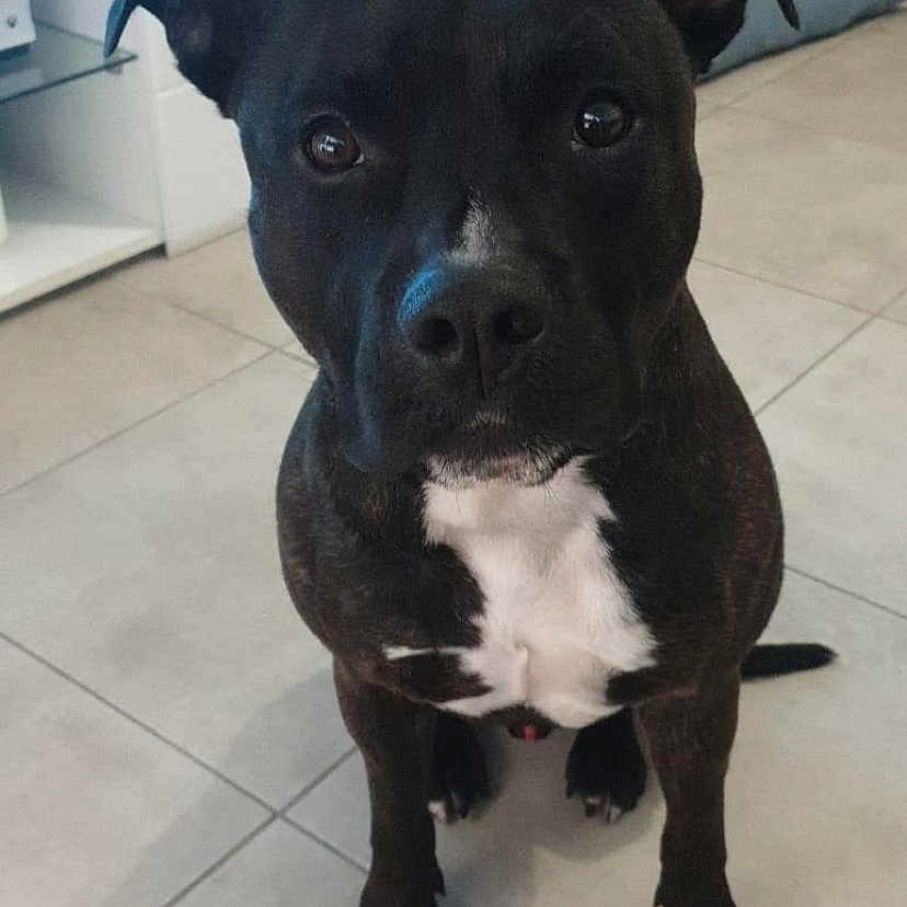 Kayron participe au concours pour gagner de l'argent avec cette photo : animal, bostonbull, boxer, bulldog, canine, computerhardware, dog, electronics, frenchbulldog, furniture, hardware, indoors, interiordesign, labradorretriever, monitor, pet, pitbull, puppy, screen, table