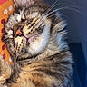 cat, tabby, sleeping, close_up, whiskers, fur, pet, animal, cozy, resting, indoor, patterned_surface, colorful, cute, relaxed, soft_lighting, feline, peaceful, portrait, mammal