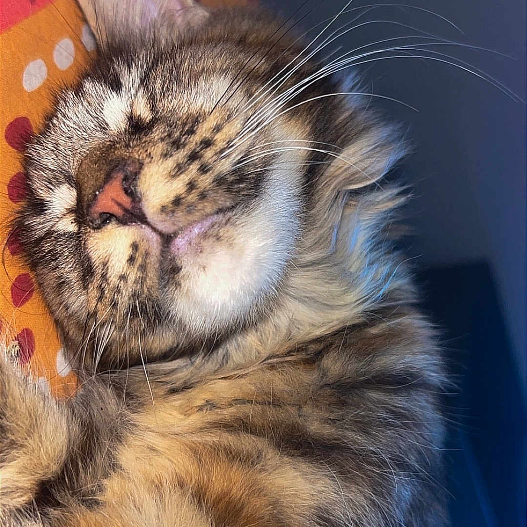 Bulma a rejoint le concours — aidez-le/la à gagner de superbes lots ! cat, tabby, sleeping, close_up, whiskers, fur, pet, animal, cozy, resting, indoor, patterned_surface, colorful, cute, relaxed, soft_lighting, feline, peaceful, portrait, mammal