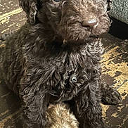 Mollie Marie joined the competition — help win amazing prizes! adorable, animal, brown_fur, close_up, companion, curly_fur, cute, dog, domestic_animal, ears, floor, fur, indoor, looking, pet, puppy, sitting, snout, wooden_floor, young_dog