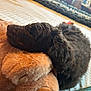 Mollie Marie is registered to the contest to win money with this photo: animal, bed, brown, closeup, comfort, companion, cozy, cute, dog, furry, indoor, nap, pet, puppy, quilt, resting, sleepy, soft, stuffed_animal, teddy_bear