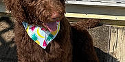 Mollie Marie joined the competition — help win amazing prizes! animal, bandana, bow, brown_dog, canine, cute, daylight, dog, domestic_animal, fur, happy, outdoor, pet, playful, portrait, sitting, summer, sunlight, tongue_out, wooden_deck