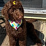 animal, bandana, bow, brown_dog, canine, cute, daylight, dog, domestic_animal, fur, happy, outdoor, pet, playful, portrait, sitting, summer, sunlight, tongue_out, wooden_deck