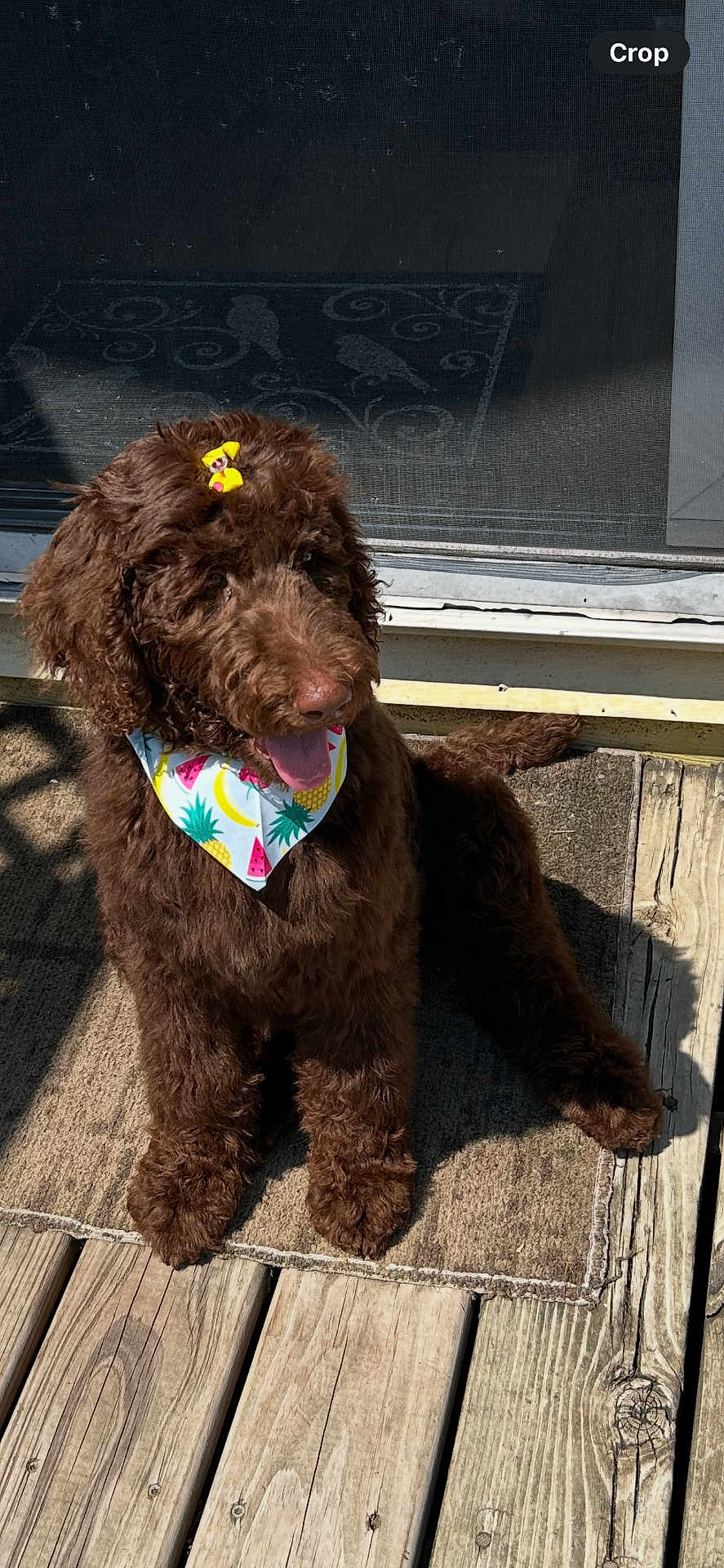 Mollie Marie joined the competition — help win amazing prizes! animal, bandana, bow, brown_dog, canine, cute, daylight, dog, domestic_animal, fur, happy, outdoor, pet, playful, portrait, sitting, summer, sunlight, tongue_out, wooden_deck