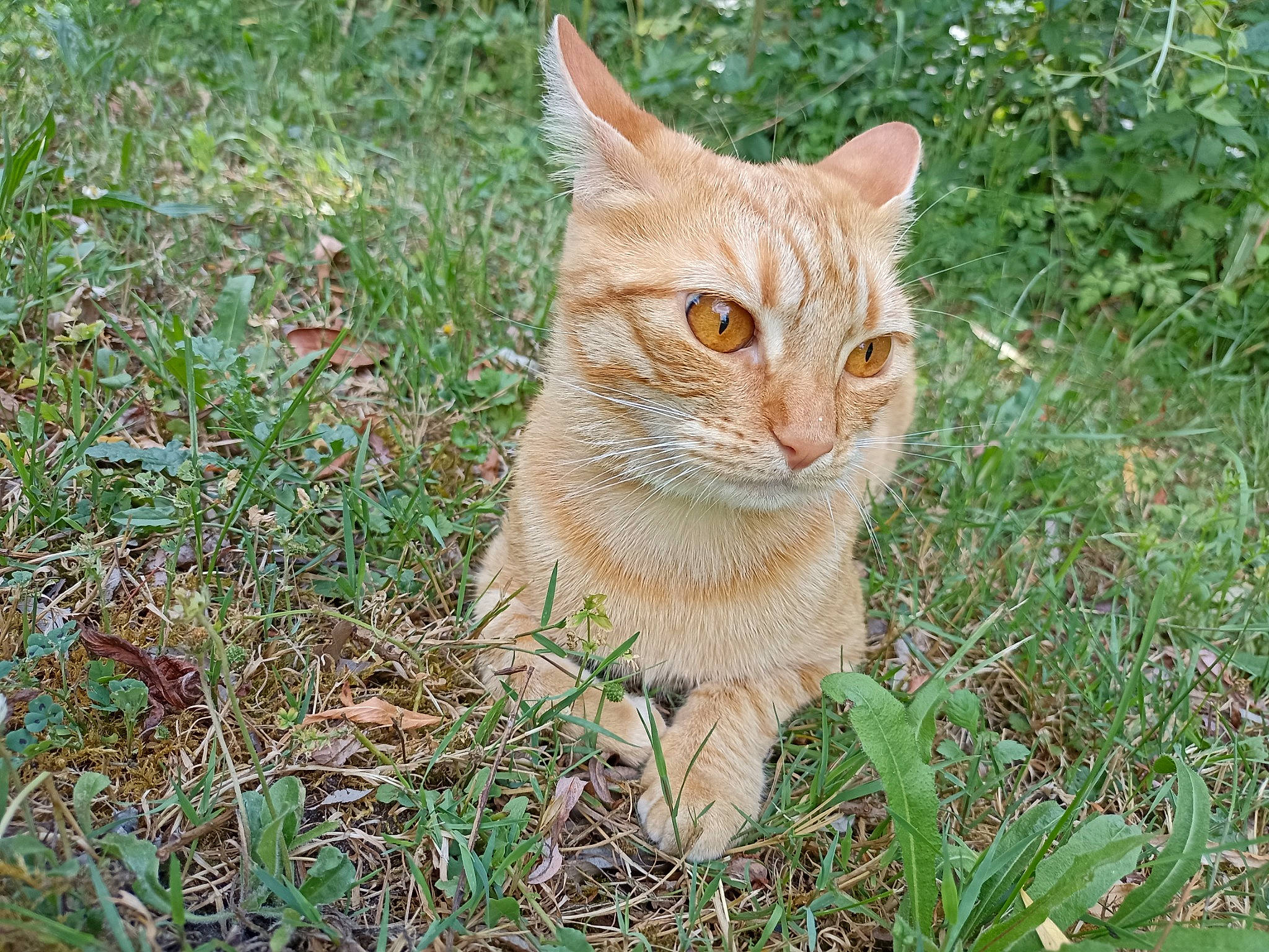 Akira participe au concours pour gagner de l'argent avec cette photo : art, carnivore, cat, domestic_short_haired_cat, fawn, felidae, fur, grass, hair, photo_caption, plant, sitting, small_to_medium_sized_cats, snout, tail, terrestrial_animal, tree, trunk, whiskers, wood