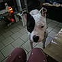 animal, black_patch, blurred, canine, curious, dog, domestic, floor, furniture, heart_pattern, home, indoor, legs, pants, person, pet, stairs, table, tile_floor, white_dog