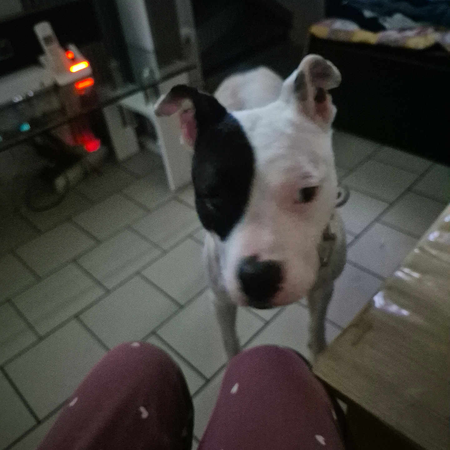 Kaya a rejoint le concours — aidez-le/la à gagner de superbes lots ! animal, black_patch, blurred, canine, curious, dog, domestic, floor, furniture, heart_pattern, home, indoor, legs, pants, person, pet, stairs, table, tile_floor, white_dog