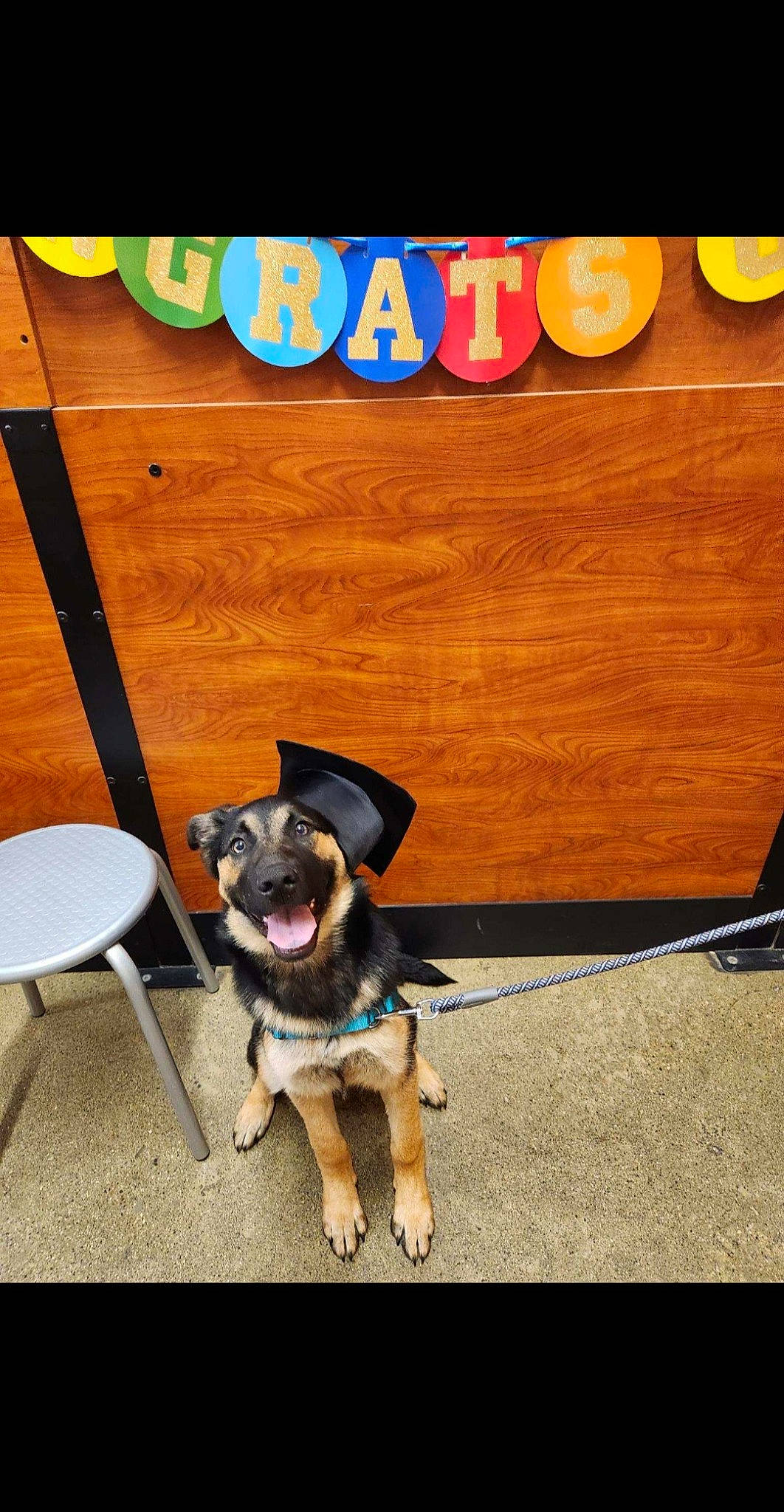 Choppa is registered to the contest to win money with this photo: carnivore, chair, collar, companion_dog, dog, dog_breed, dog_collar, electric_blue, fashion_accessory, flooring, font, hardwood, logo, pet_supply, shadow, snout, sporting_group, tail, tints_and_shades, wood