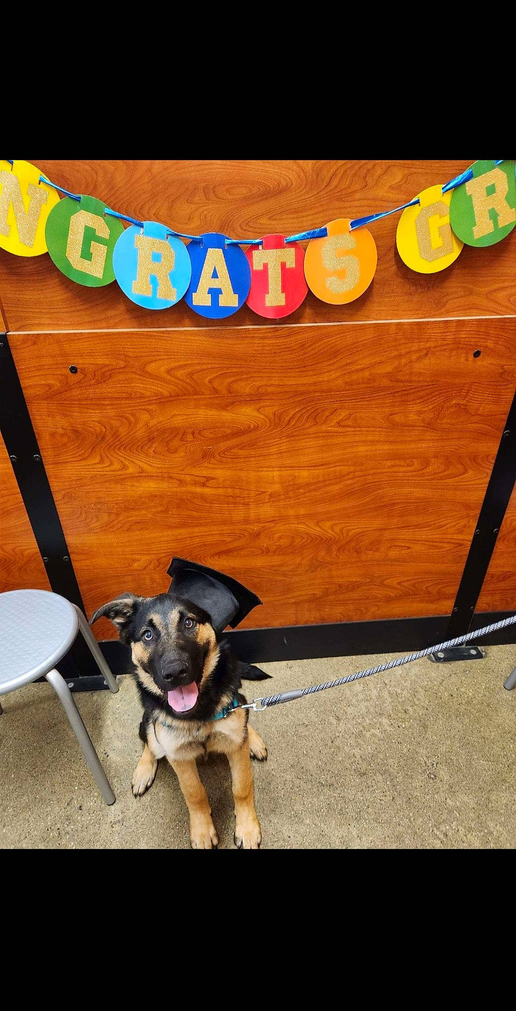 Choppa joined the competition — help win amazing prizes! building, carnivore, collar, companion_dog, dog, dog_breed, dog_supply, fashion_accessory, fawn, flooring, font, landscape, leash, pet_supply, shadow, snout, sporting_group, tail, tints_and_shades, wood