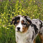 Urios participe au concours pour gagner de l'argent avec cette photo : animal, canine, countryside, daisy, dog, field, flower, grass, grassland, herbal, herbs, meadow, nature, outdoors, pet, plant, puppy, purple, rural, vegetation