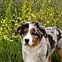 animal, canine, countryside, daisy, dog, field, flower, grass, grassland, herbal, herbs, meadow, nature, outdoors, pet, plant, puppy, purple, rural, vegetation