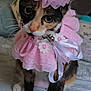 Twinkle is registered to the contest to win money with this photo: cat, calico, pet, costume, crown, pink, ruffle, indoor, bed, curious, animal, feline, whiskers, paw, decorative, cute, soft, accessory, portrait, domestic