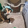Twinkle is registered to the contest to win money with this photo: cat, calico_cat, hat, carpet, cat_tree, toy_ball, indoor, pet, feline, animal, gray, floor, cute, curious, collar, whiskers, playful, bed, furniture, domestic