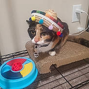 Twinkle is registered to the contest to win money with this photo: cat, calico_cat, sombrero, hat, pet, indoor, scratch_pad, toy, blue_toy, red_toy, carpet, metal_rack, power_outlet, charger, curious, feline, whiskers, closeup, animal, playful
