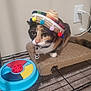 cat, calico_cat, sombrero, hat, pet, indoor, scratch_pad, toy, blue_toy, red_toy, carpet, metal_rack, power_outlet, charger, curious, feline, whiskers, closeup, animal, playful