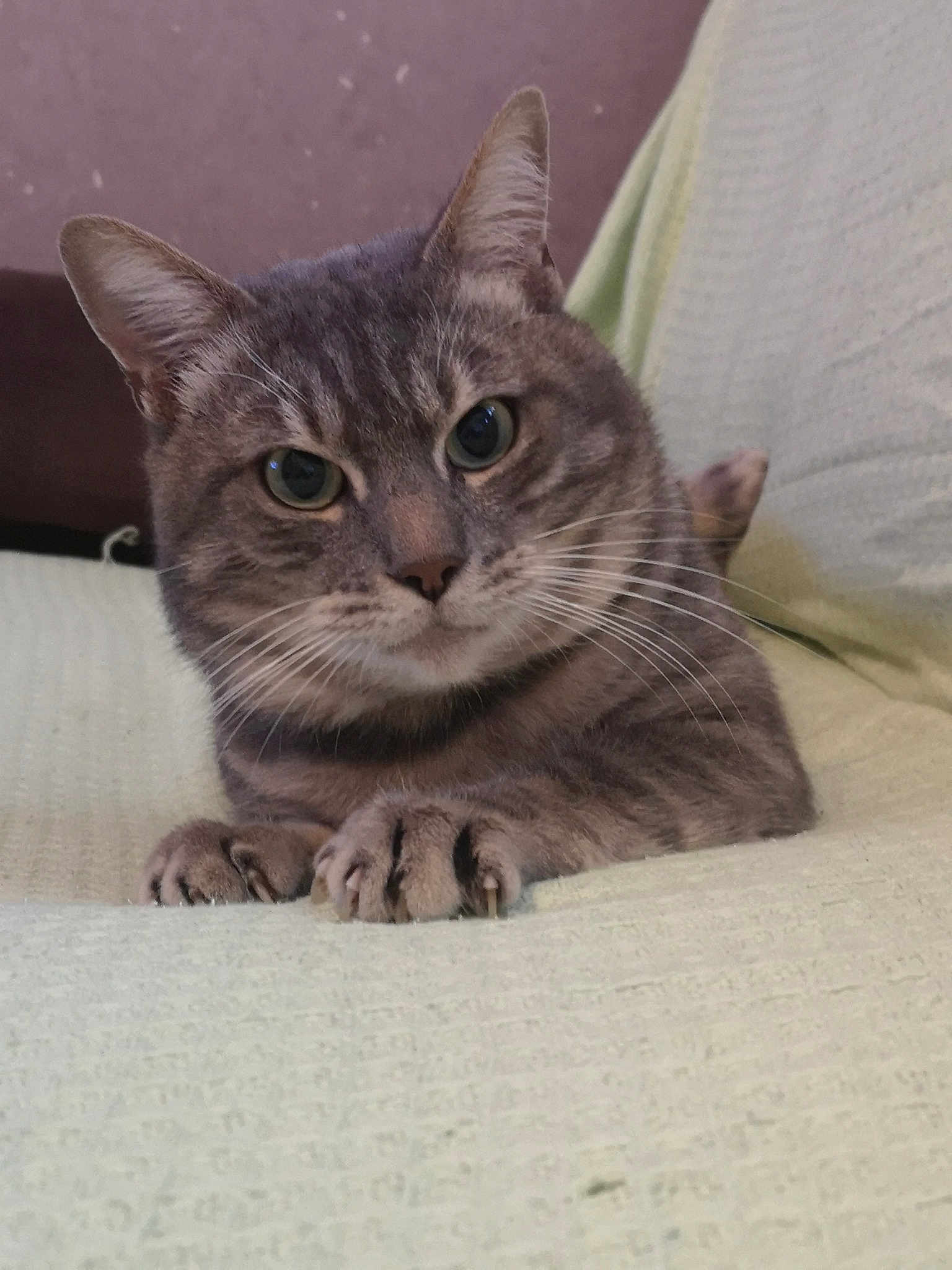 Grizou