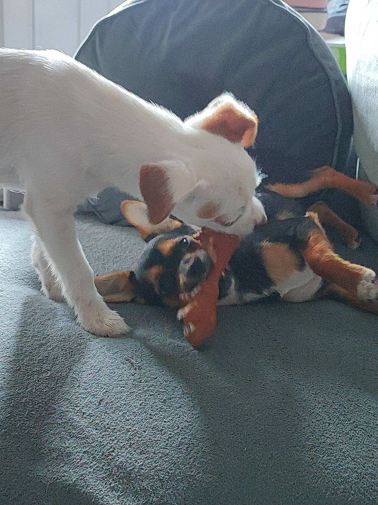 Tania Et Blanco participe au concours pour gagner de l'argent avec cette photo : canidae, carnivore, comfort, companion_dog, dog, dog_breed, fawn, flooring, guard_dog, human_leg, knee, lap, nap, paw, snout, sporting_group, tail, thigh, toy_dog, working_animal