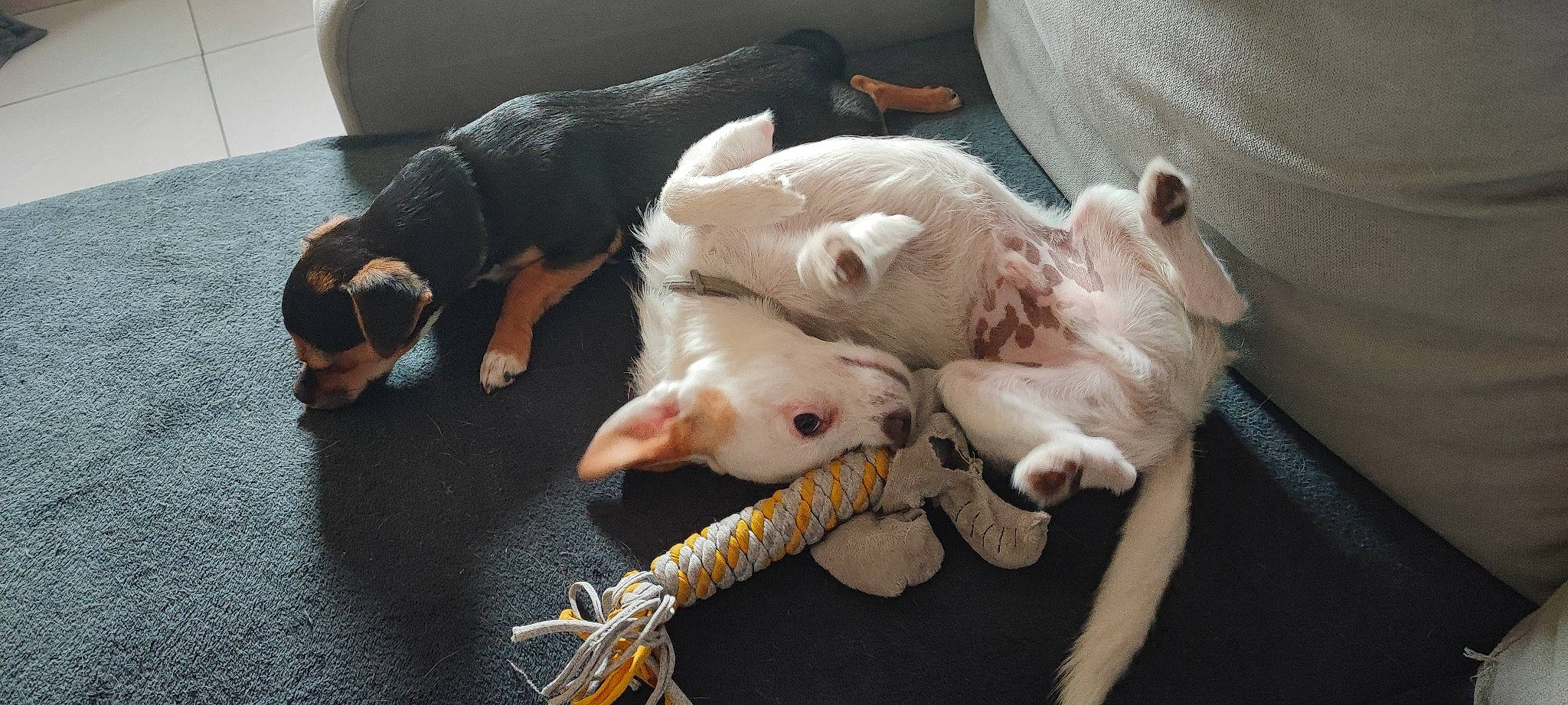 Tania Et Blanco a rejoint le concours — aidez-le/la à gagner de superbes lots ! canidae, carnivore, comfort, companion_dog, couch, dog, dog_breed, fawn, felidae, flooring, fur, paw, small_to_medium_sized_cats, snout, sporting_group, tail, toy_dog, vertebrate, whiskers, working_animal