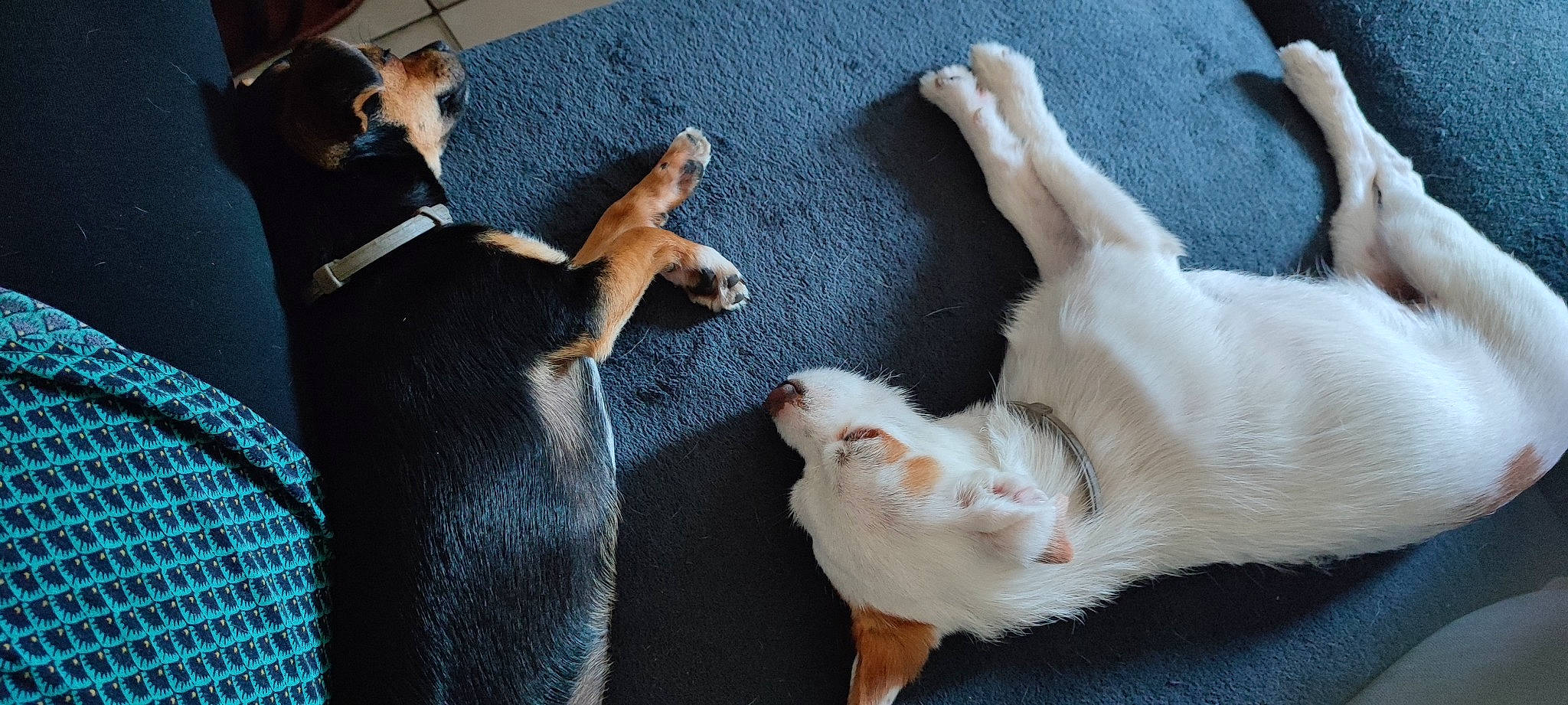 Tania Et Blanco a rejoint le concours — aidez-le/la à gagner de superbes lots ! canidae, carnivore, cat, comfort, companion_dog, couch, dog, dog_breed, domestic_short_haired_cat, fawn, felidae, fur, linens, mammal, paw, small_to_medium_sized_cats, sporting_group, tail, vertebrate, whiskers