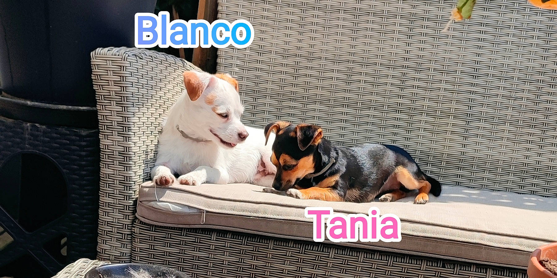 Tania Et Blanco