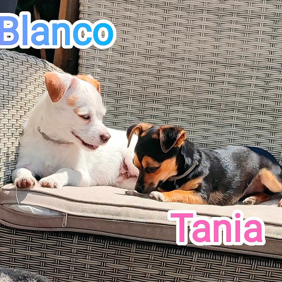 Tania Et Blanco
