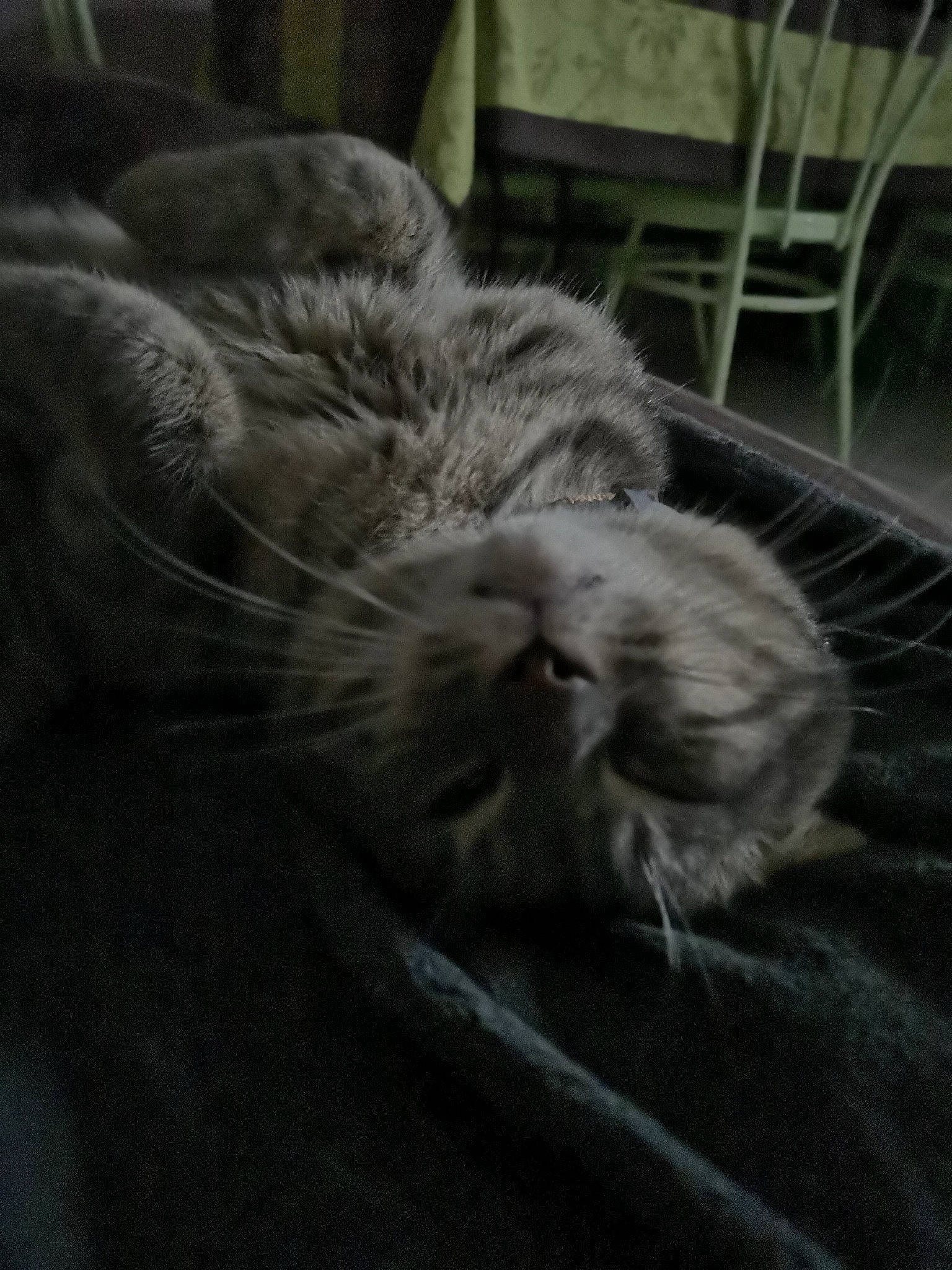 Grizou a rejoint le concours — aidez-le/la à gagner de superbes lots ! asian, black_and_white, british_semi_longhair, british_shorthair, carnivore, cat, domestic_short_haired_cat, european_shorthair, felidae, fur, kitten, nap, sleep, small_to_medium_sized_cats, snout, tabby_cat, whiskers