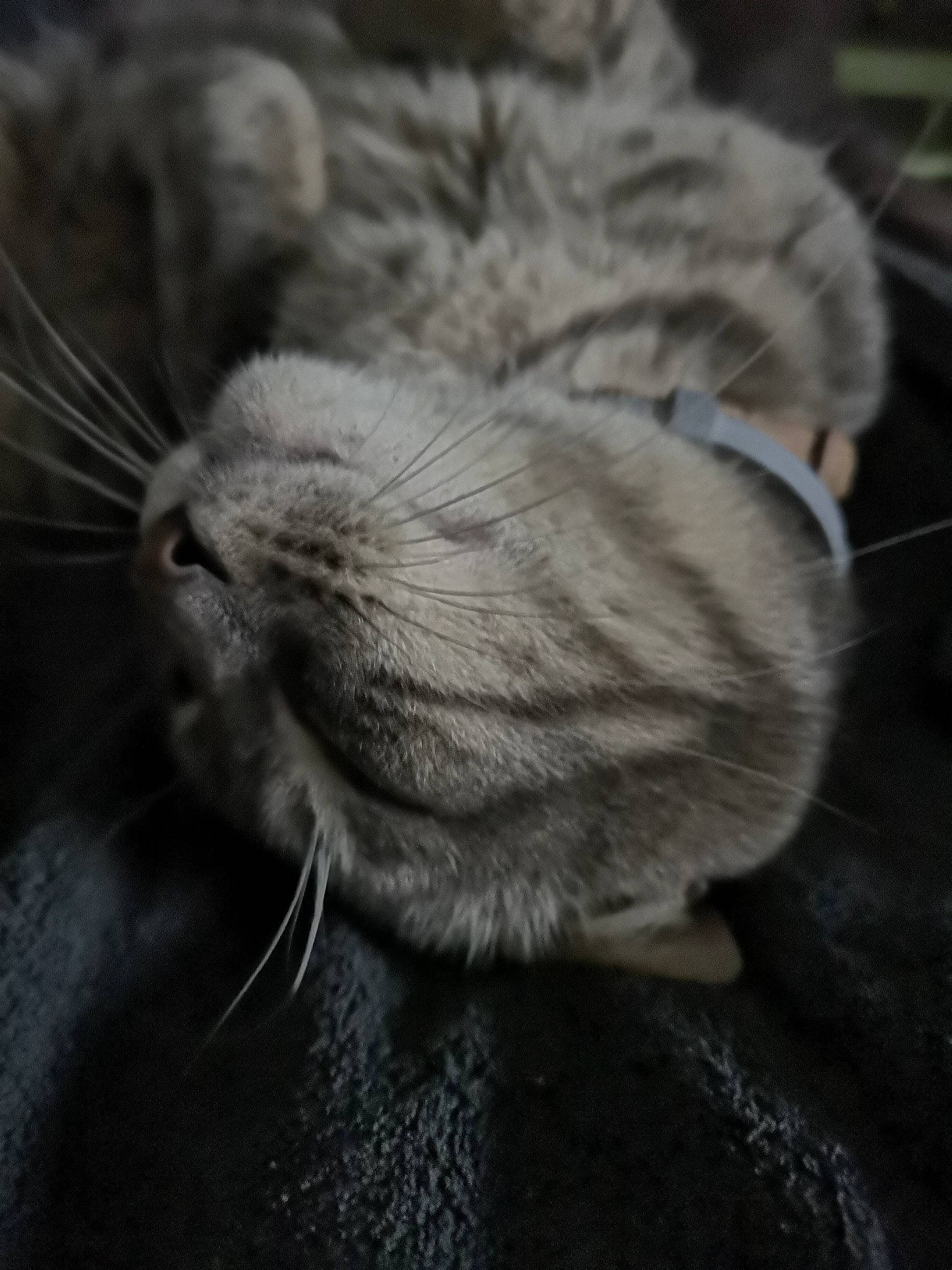 Grizou participe au concours pour gagner de l'argent avec cette photo : asian, british_shorthair, carnivore, cat, claw, close_up, domestic_short_haired_cat, dragon_li, egyptian_mau, european_shorthair, felidae, fur, mammal, nap, paw, pixie_bob, small_to_medium_sized_cats, snout, tabby_cat, whiskers