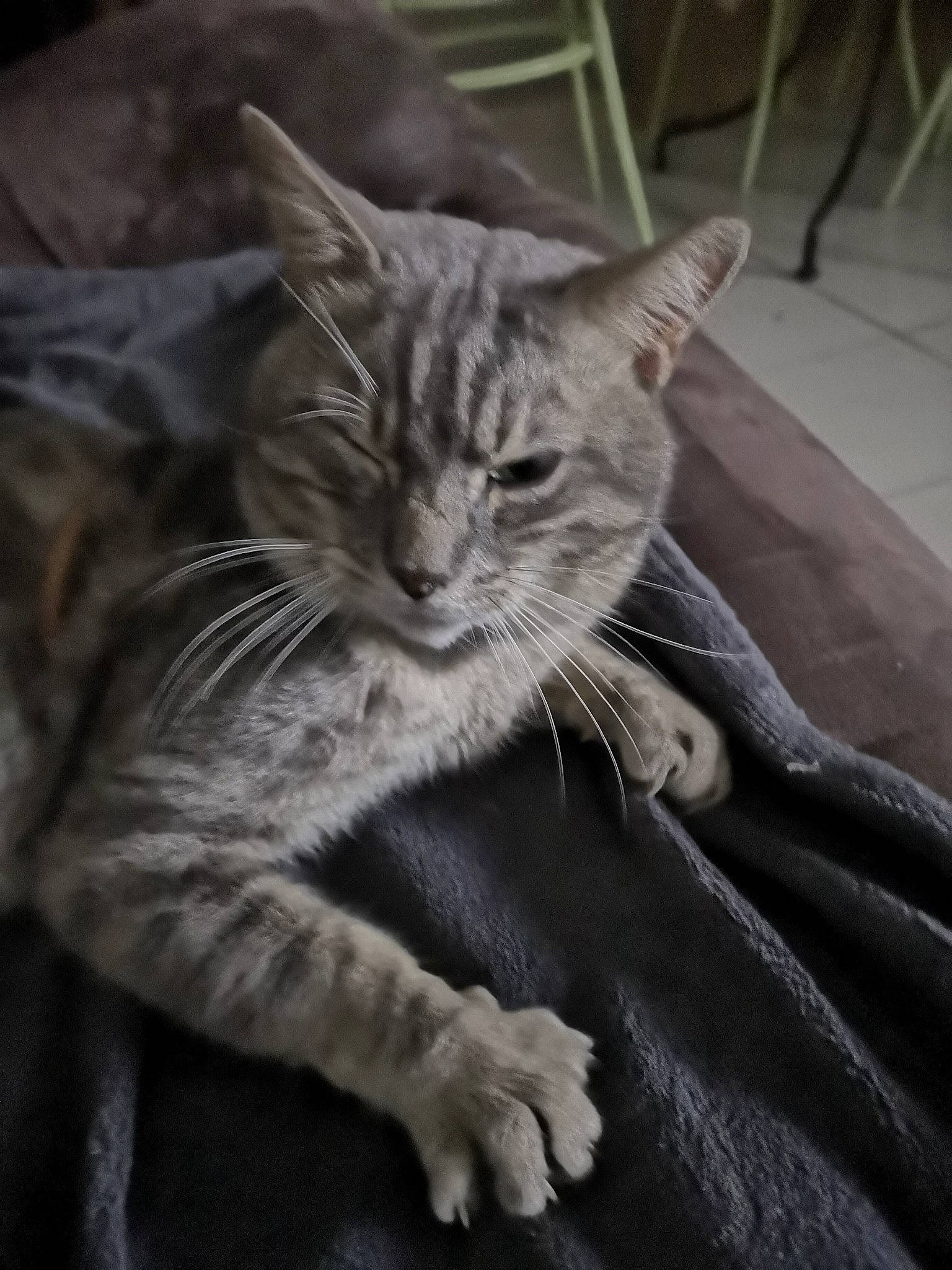 Grizou a rejoint le concours — aidez-le/la à gagner de superbes lots ! american_shorthair, asian, california_spangled, carnivore, cat, domestic_short_haired_cat, dragon_li, egyptian_mau, european_shorthair, felidae, fur, kitten, mammal, pixie_bob, small_to_medium_sized_cats, snout, tabby_cat, whiskers, wild_cat