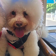 Thor is registered to the contest to win money with this photo: dog, fluffy, white, indoor, tongue_out, pet, cute, furry, sitting, window, daylight, collar, happy, face, nose, paw, chair, blurred_background, animal, companion