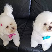 Christine Balcharan is registered to the contest to win money with this photo: adorable, animal, bichon_frise, blue_bow, bow, companion, cute, dog, domestic_animal, fluffy, furry, indoor, leather_couch, pet, pink_bow, portrait, sitting, two_animals, well_groomed, white_dog