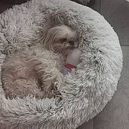 Opaline participe au concours pour gagner de l'argent avec cette photo : animal, bed, comfort, companion, cozy, cute, dog, domestic, floor, fluffy, fur, indoor, pet, plush_bed, relaxed, resting, sleeping, small_dog, tile_floor, toy