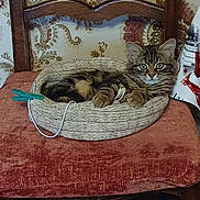 Apple a rejoint le concours — aidez-le/la à gagner de superbes lots ! kitten, cat, tabby, basket, cushion, chair, wooden_furniture, floral_wallpaper, indoor, pet, animal, cozy, resting, cute, fur, whiskers, ears, paws, relaxed, home