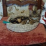 kitten, cat, tabby, basket, cushion, chair, wooden_furniture, floral_wallpaper, indoor, pet, animal, cozy, resting, cute, fur, whiskers, ears, paws, relaxed, home