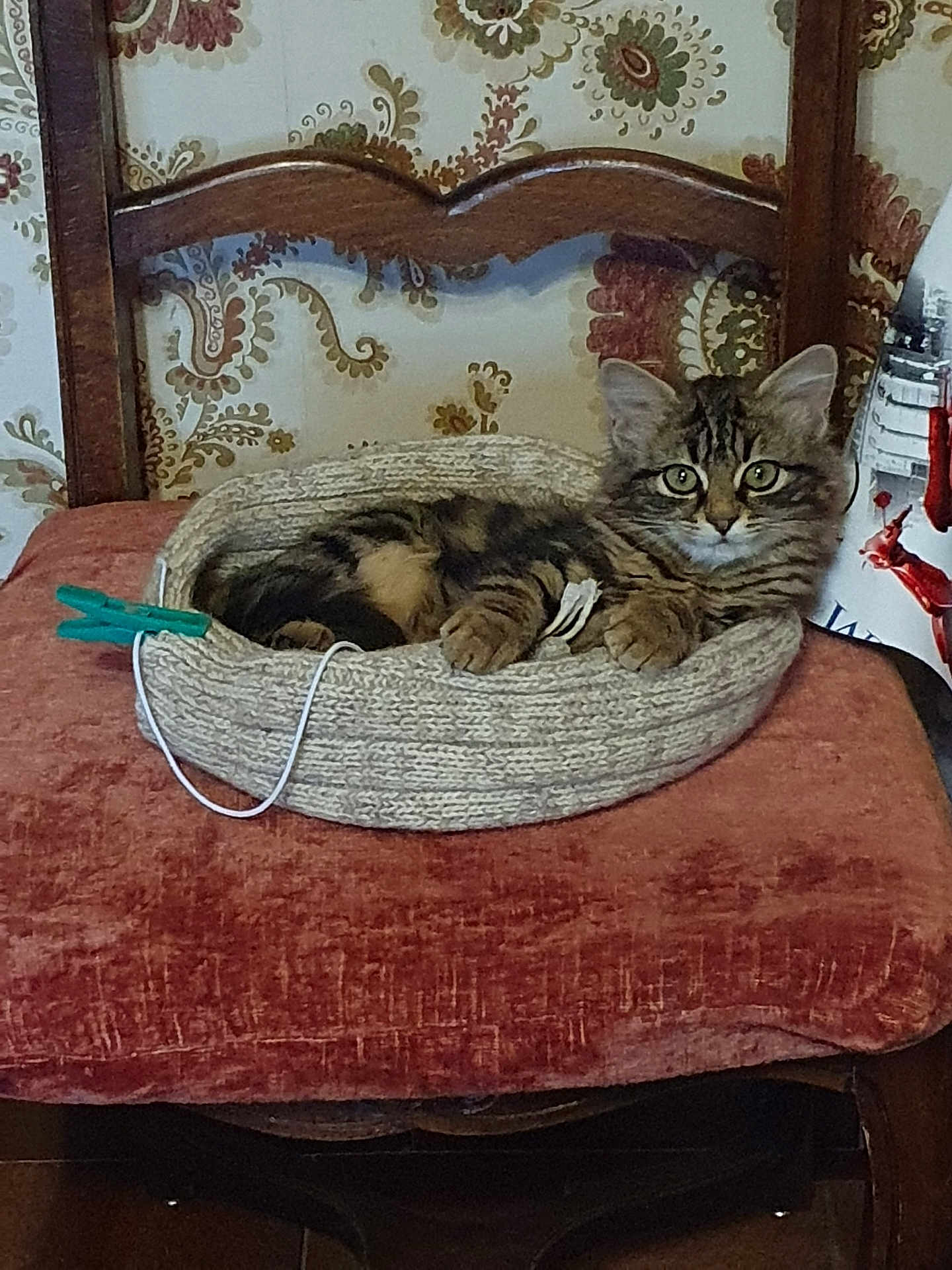 Apple a rejoint le concours — aidez-le/la à gagner de superbes lots ! kitten, cat, tabby, basket, cushion, chair, wooden_furniture, floral_wallpaper, indoor, pet, animal, cozy, resting, cute, fur, whiskers, ears, paws, relaxed, home
