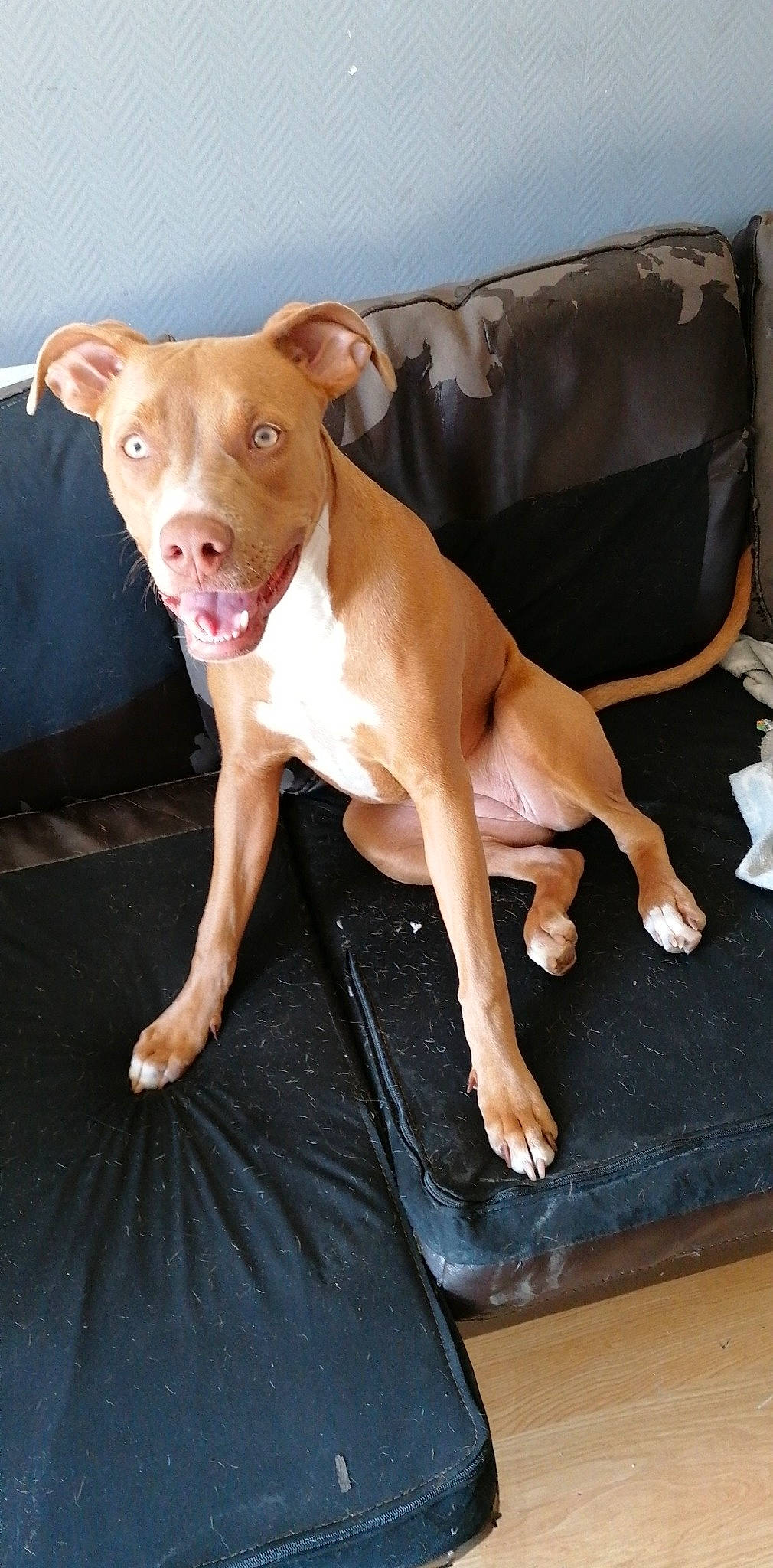 Louna participe au concours pour gagner de l'argent avec cette photo : carnivore, chair, comfort, companion_dog, couch, dog, dog_breed, fawn, liver, non_sporting_group, sleeper_chair, sporting_group, terrestrial_animal, toy_dog, whiskers, wood, working_animal