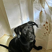 Daisy Rae joined the competition — help win amazing prizes! animal, black_dog, canine, curious, curtain, dog, ears, eyes, floor, home, indoor, light, looking_up, nose, pet, rug, shadow, sitting, tail, whiskers