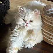 Coco joined the competition — help win amazing prizes! cat, persian_cat, fluffy, white_cat, pet, indoor, wooden_floor, basket, striped_basket, feline, animal, relaxing, cute, domestic_cat, fur, whiskers, green_eyes, laying_down, portrait, closeup