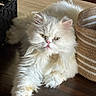 cat, persian_cat, fluffy, white_cat, pet, indoor, wooden_floor, basket, striped_basket, feline, animal, relaxing, cute, domestic_cat, fur, whiskers, green_eyes, laying_down, portrait, closeup