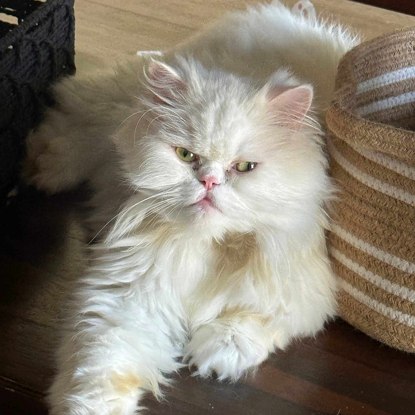 Coco