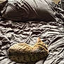 Wilma joined the competition — help win amazing prizes! cat, tabby_cat, bed, bedding, pillow, window, indoor, sleeping, pet, fur, striped, cozy, resting, natural_light, quiet, relaxation, home, comfort, animal, feline