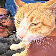 Toby is registered to the contest to win money with this photo: animal, blue_cushion, casual, cat, close_up, couch, cozy, face, feline, ginger_cat, glasses, human, indoor, mustache, person, pet, relaxed, resting, whiskers, white_paws