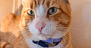 Toby joined the competition — help win amazing prizes! animal, attention, cat, close_up, collar, curious, cute, domestic_cat, feline, fur, green_eyes, indoor, orange_tabby, pet, portrait, relaxed, resting, warm_light, whiskers, wooden_surface