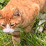 Toby is registered to the contest to win money with this photo: animal, cat, close_up, curious, daylight, domestic_animal, exploring, focused, fur, grass, greenery, ground, mammal, nature, orange_tabby, outdoor, pet, walking, whiskers, white_paws