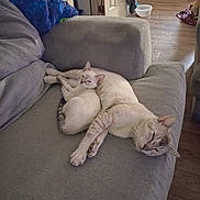 Winter is registered to the contest to win money with this photo: animal, cat, cats, couch, cream_fur, cuddling, cute, feline, floor, gray_furniture, home, indoor, living_room, lounging, pet, pet_bowl, relaxed, resting, sleeping, sofa